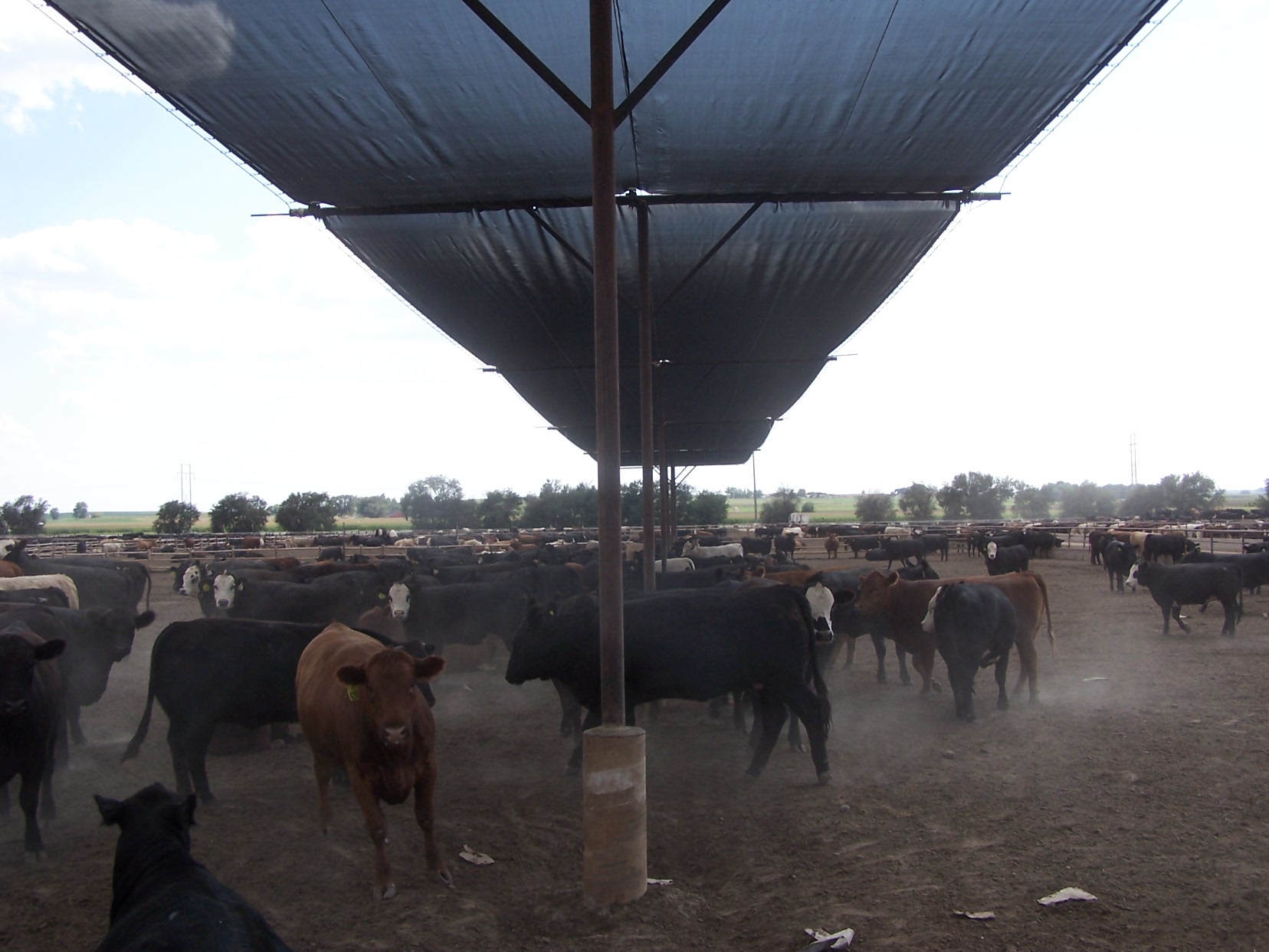 Shade Cloth to Protect your Animals